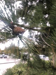 Pinus