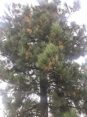 Pinus