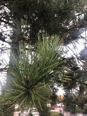Pinus