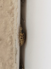 Porcellio spinicornis