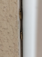 Porcellio spinicornis