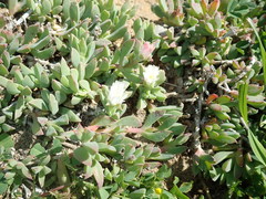 Delosperma guthriei