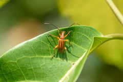 Leonaedoeus