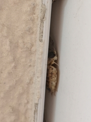 Porcellio spinicornis