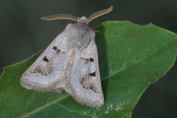 Episema tersa