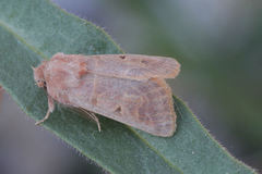 Episema tersa