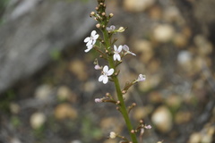 Stylidium crassifolium