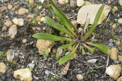 Stylidium crassifolium