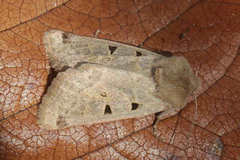 Episema tersa