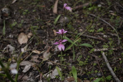 Caladenia nana