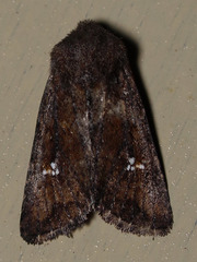 Tricholita fistula