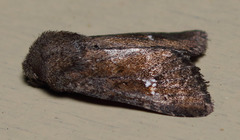 Tricholita fistula