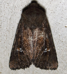 Tricholita fistula