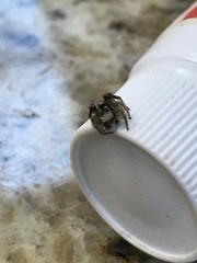 Habronattus coecatus