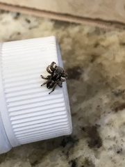 Habronattus coecatus