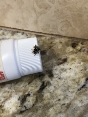 Habronattus coecatus