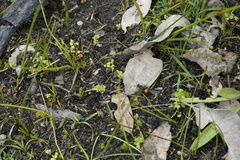 Ephutomorpha distinguenda