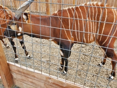 Tragelaphus