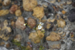 Stylidium androsaceum