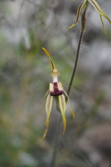 Caladenia ensata