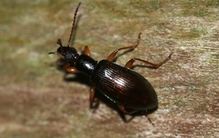 Statira