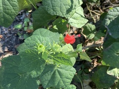 Malvaviscus arboreus