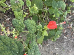 Malvaviscus arboreus