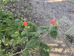 Malvaviscus arboreus