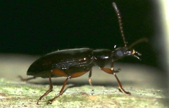 Statira