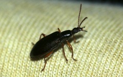 Statira