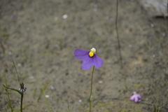 Utricularia benthamii