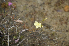 Drosera intricata