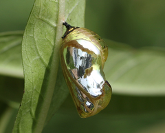 Euploea core core