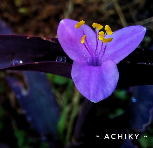 Tradescantia pallida image