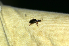 Statira