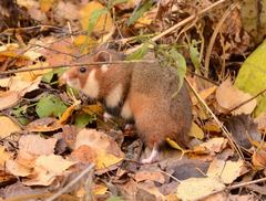 Common Hamster photo 3