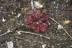 Drosera rosulata