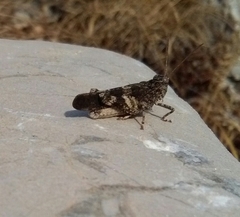 Oedipoda germanica meridionalis