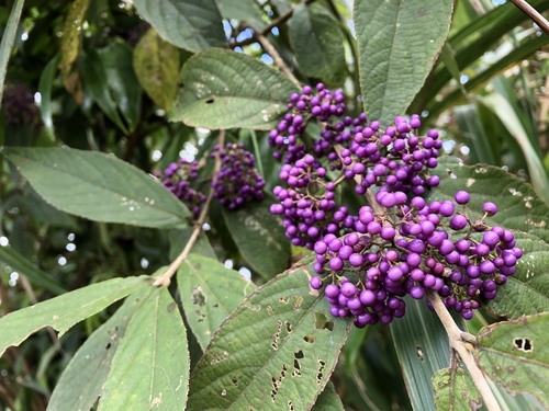 Callicarpa tikusikensis Masam.