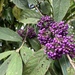 Callicarpa tikusikensis - Photo (c) JODY HSIEH, some rights reserved (CC BY-NC), uploaded by JODY HSIEH