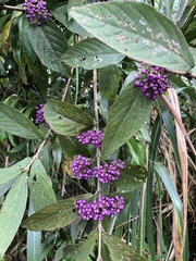 Callicarpa tikusikensis