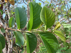 Annona crassiflora