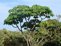 Pseudobombax longiflorum