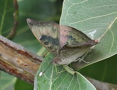 Euthalia aconthea meridionalis