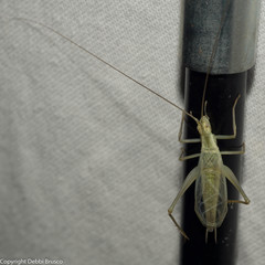 Oecanthus argentinus