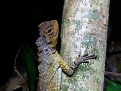 Uranoscodon superciliosus