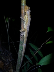 Uranoscodon superciliosus