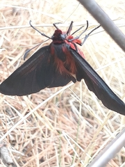 Metardaris cosinga
