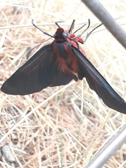 Metardaris cosinga
