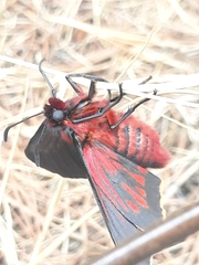 Metardaris cosinga